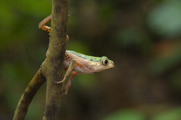 Tree Frog