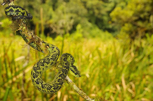 Black-green bush viper