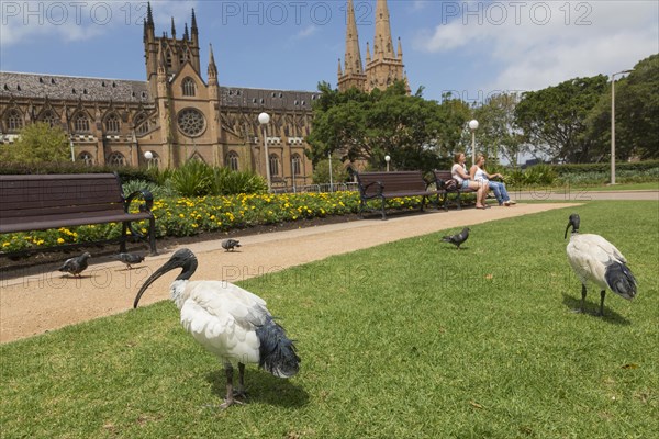 Australian white australian white ibis