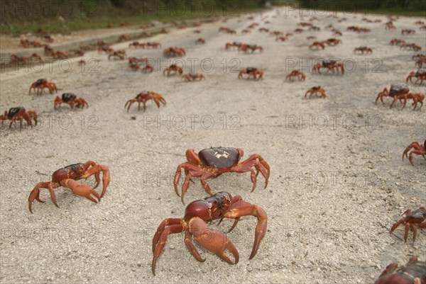 Christmas island red crab