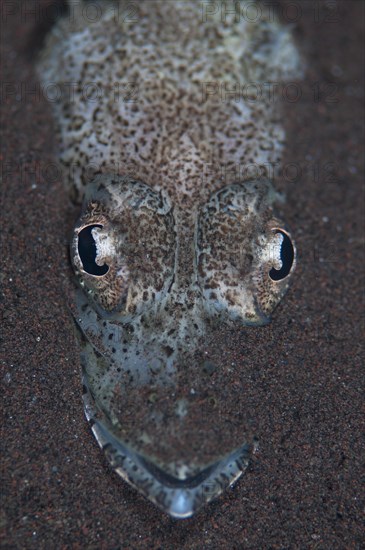 Welander's Flathead