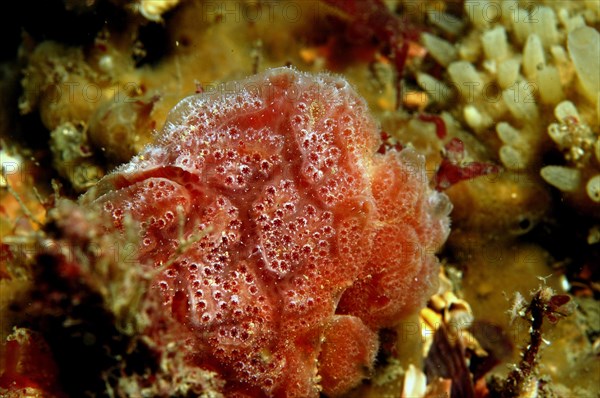 Sea squirt