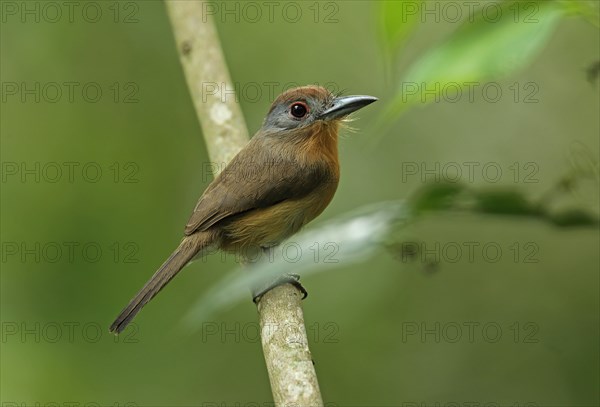 Grey-cheeked Puffbird