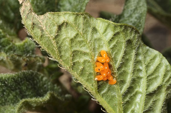 Colorado potato beetle