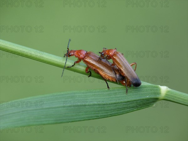 Common Red Soldier Beetle