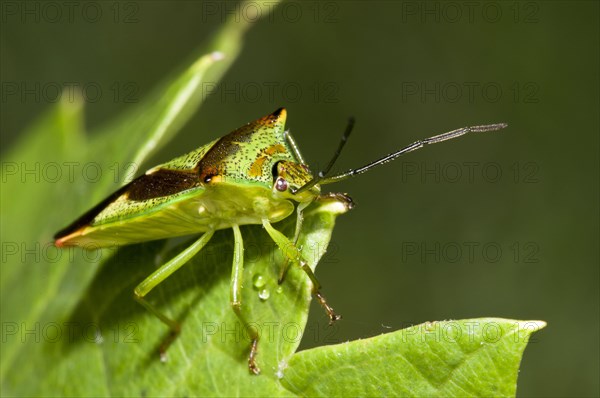 Hawthorn Shieldbug adult