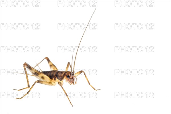 Cave cricket