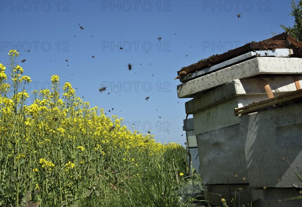 Bee keeping
