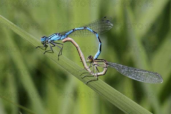 Common Blue Damselfly