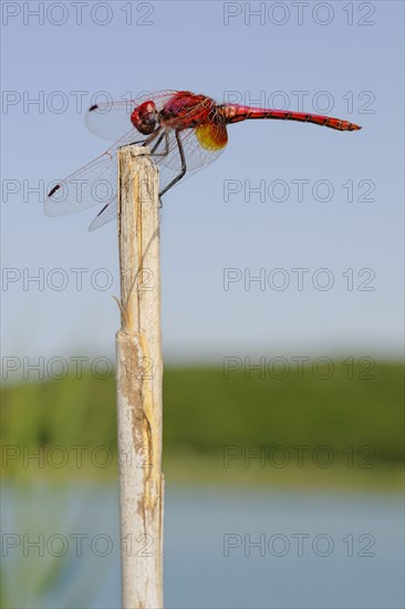 Violet-marked darter