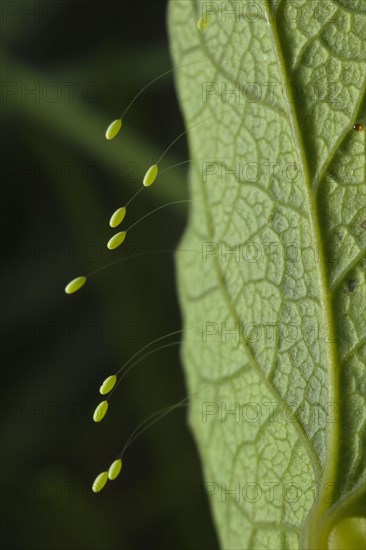 Green Lacewing