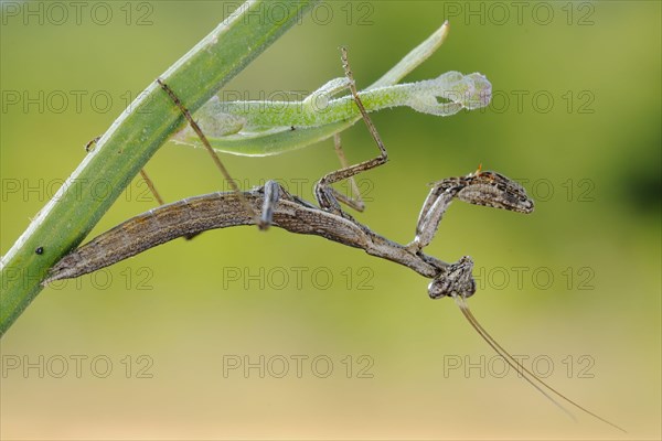 Grey mantis