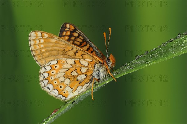 Scabiosa Fritillary