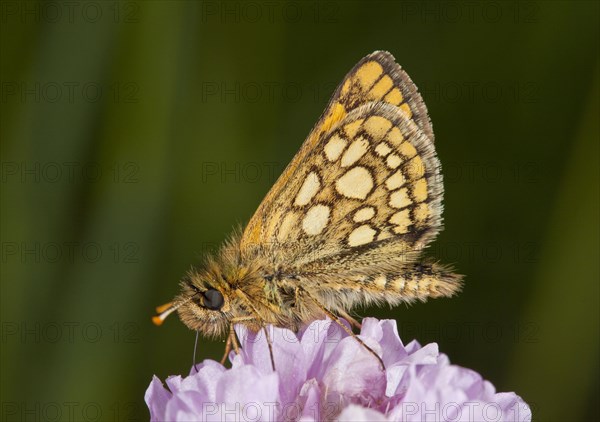 Chequered Skipper