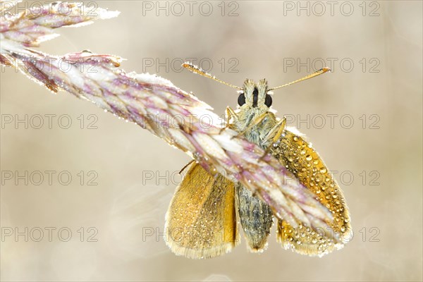 Small skipper