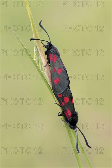 Five-spot Burnet