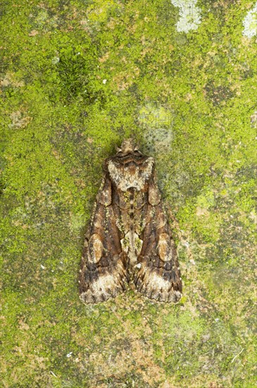 Green-brindled Crescent