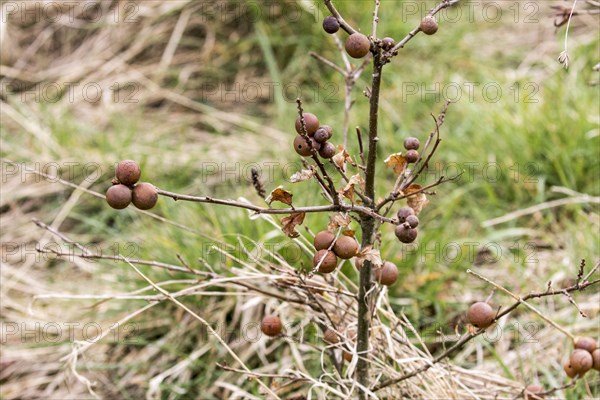 Marble gall