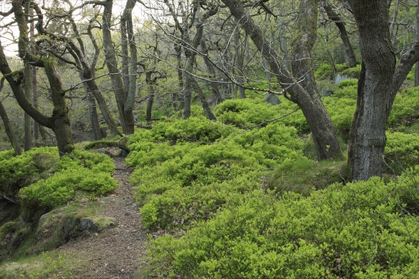 Sessile Oak