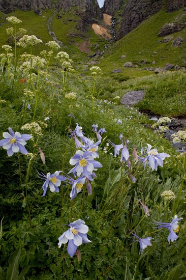 Colorado Blue Columbine