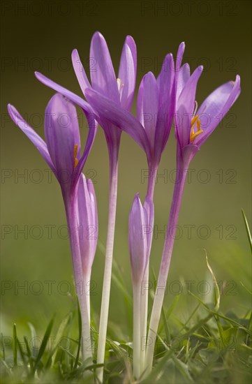 Autumn meadow saffron