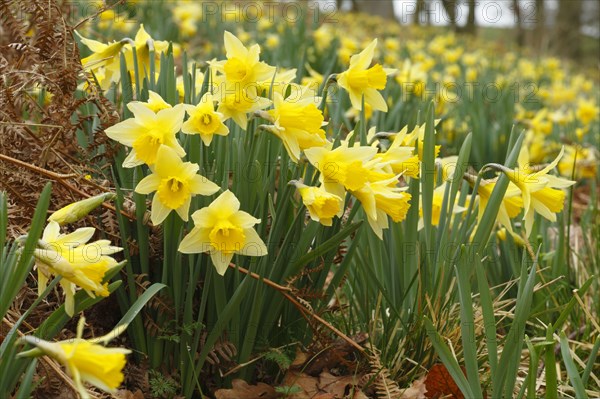 Yellow narcissus