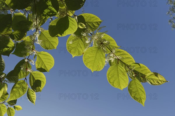 Japanese Knotweed