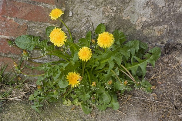 Dandelion