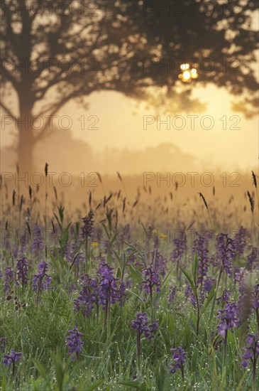 Green-winged Orchid