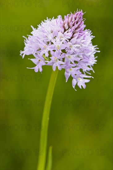 Round-headed Orchid