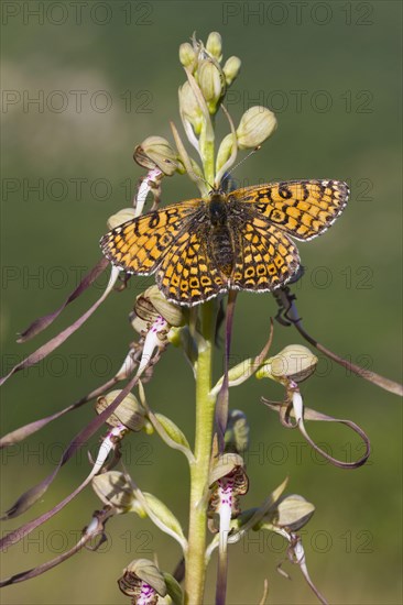 Glanville Fritillary