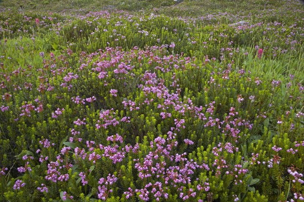 Flowering red heath