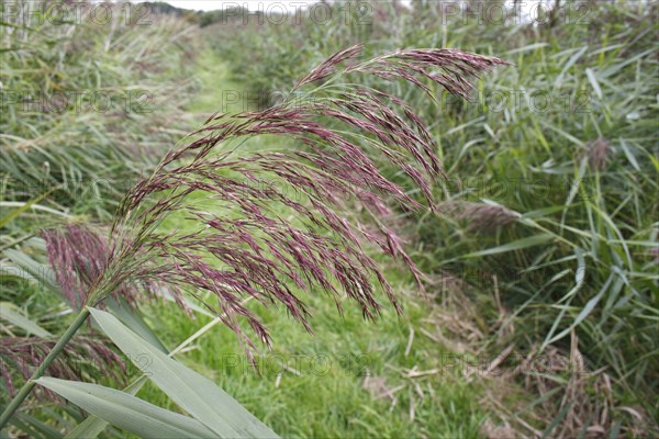 Common common reed