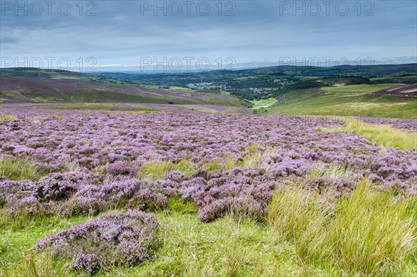 Flowering common heather