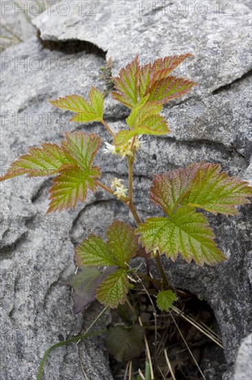 Flowering Stone Bramble