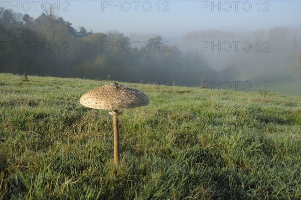 Shaggy shaggy parasol