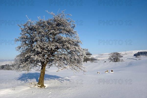 Common common hawthorn