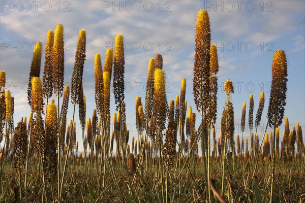 Foxtail lily