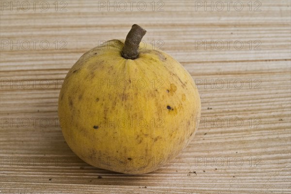 Santol