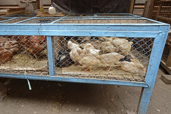 Domestic chickens for sale