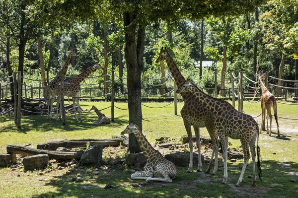 Giraffes with babies at Planckendael Zoo