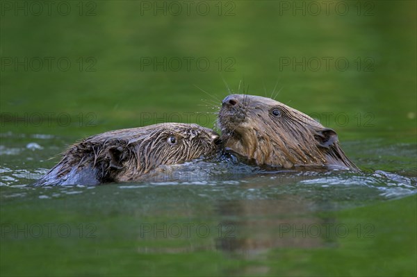 Close-up of two Eurasian beavers