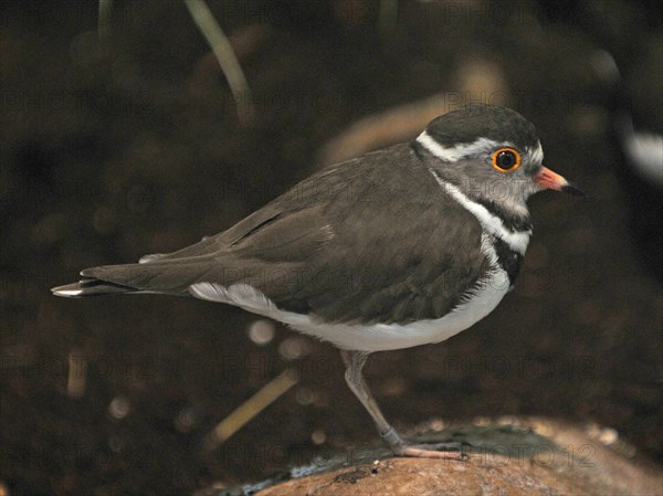 Three-banded plover