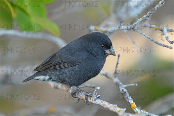 Small Ground Finch