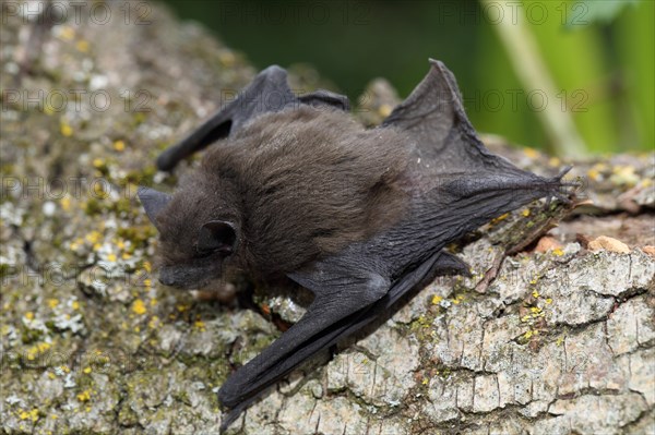 Common pipistrelle