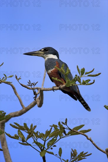 Red-breasted Kingfisher