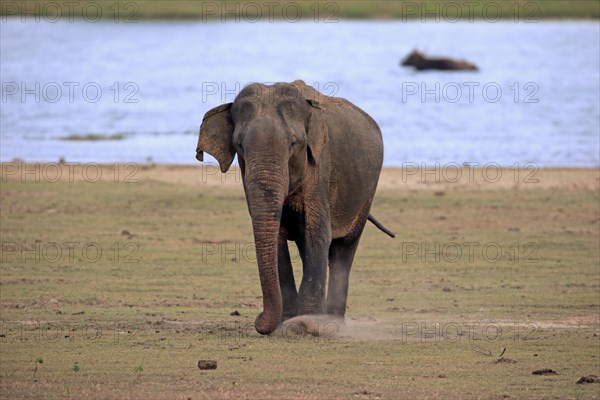 Asian sri lankan elephant