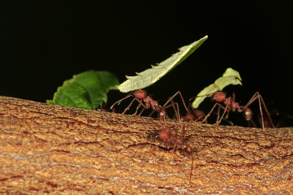 Leafcutter ant