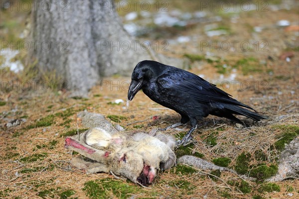 Common raven