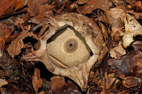 Ruffed Earth Star